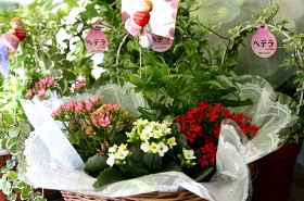 �G�߂̉ԁX���g�p�����t�����[�M�t�g������肢�����܂��B