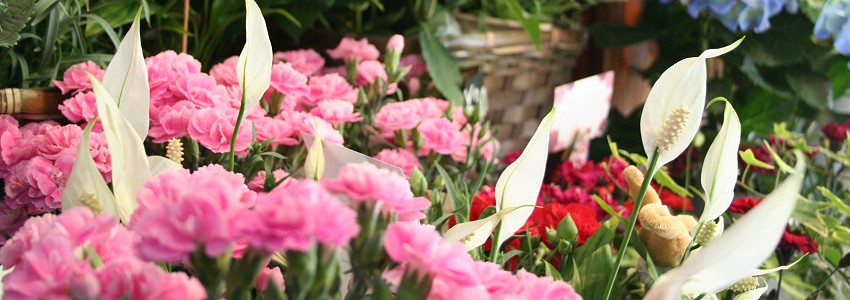 ���ԁA�ԑ��A�A�����W�����g�ȂǁA�t�����[�M�t�g�݂̂Ȃ̐��ԓX/ ��ʌ��F�쒬